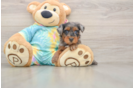 Yorkie Poo Puppy for Adoption