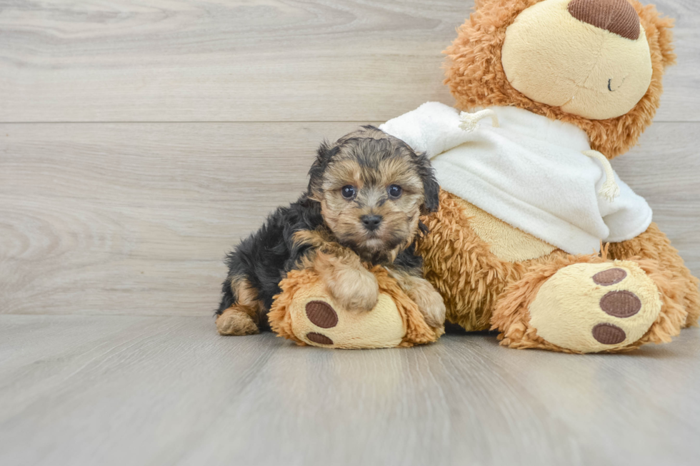 Small Yorkie Poo Baby