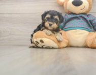 8 week old Yorkie Poo Puppy For Sale - Puppy Love PR