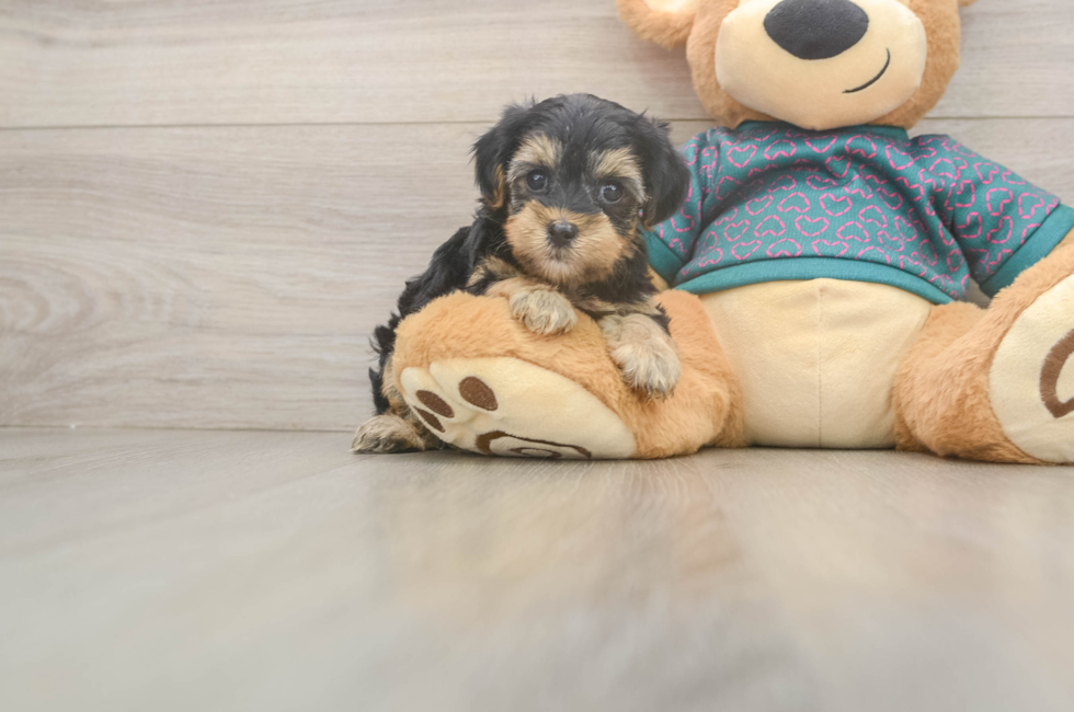7 week old Yorkie Poo Puppy For Sale - Puppy Love PR