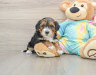 8 week old Yorkie Poo Puppy For Sale - Puppy Love PR