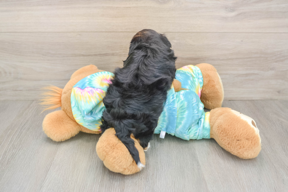 Yorkie Poo Pup Being Cute