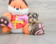 9 week old Yorkie Poo Puppy For Sale - Puppy Love PR