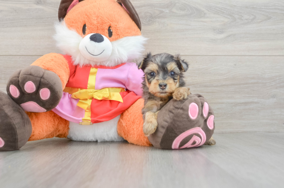 5 week old Yorkie Poo Puppy For Sale - Puppy Love PR