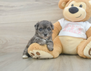 7 week old Yorkie Poo Puppy For Sale - Puppy Love PR