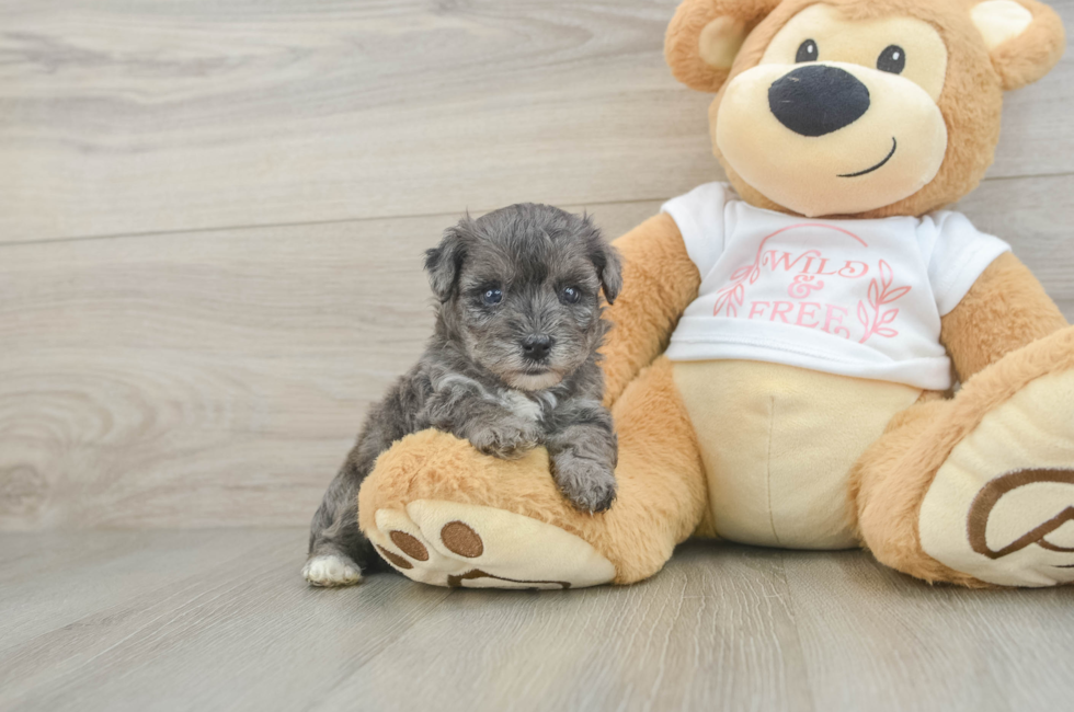 5 week old Yorkie Poo Puppy For Sale - Puppy Love PR