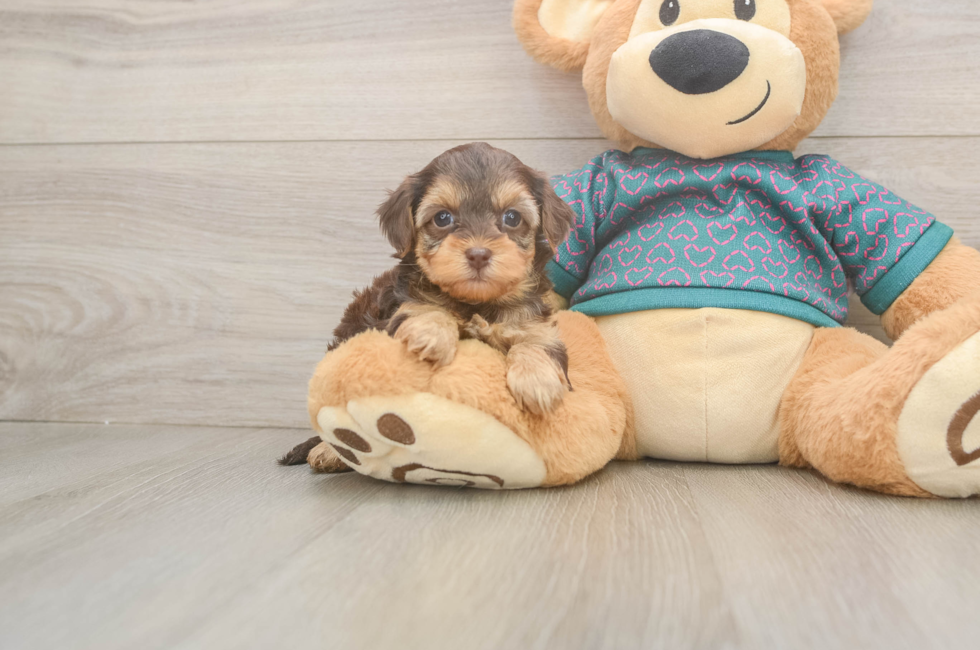7 week old Yorkie Poo Puppy For Sale - Puppy Love PR