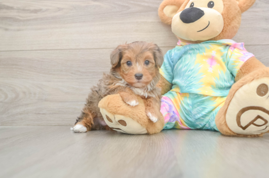 5 week old Yorkie Poo Puppy For Sale - Puppy Love PR Yorkie Poo Pup Being Cute