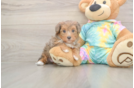 Meet Anastasia - our Yorkie Poo Puppy Photo  1/3 - Puppy Love PR Yorkie Poo Pup Being Cute