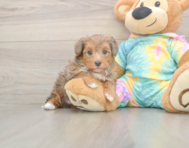 5 week old Yorkie Poo Puppy For Sale - Puppy Love PR 5 week old Yorkie Poo Puppy For Sale - Puppy Love PR