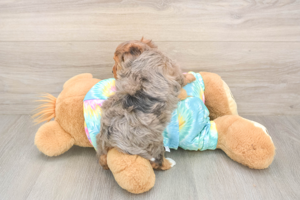 Meet Anastasia - our Yorkie Poo Puppy Photo  3/3 - Puppy Love PR Yorkie Poo Pup Being Cute