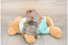 Meet Anastasia - our Yorkie Poo Puppy Photo  3/3 - Puppy Love PR Yorkie Poo Pup Being Cute
