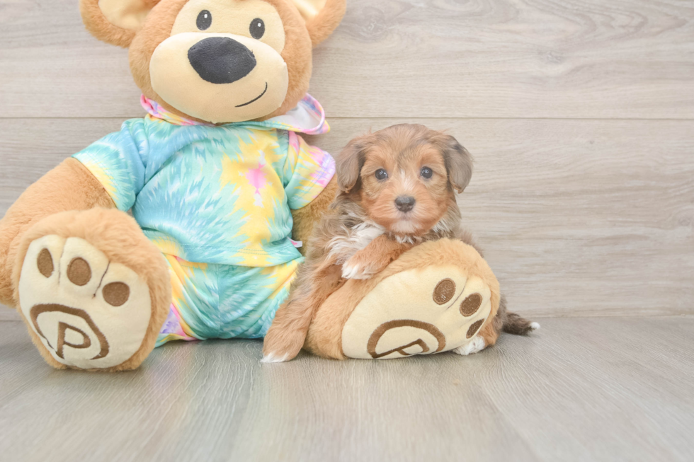 Meet Anastasia - our Yorkie Poo Puppy Photo  2/3 - Puppy Love PR Energetic Yorkipoo Poodle Mix Puppy