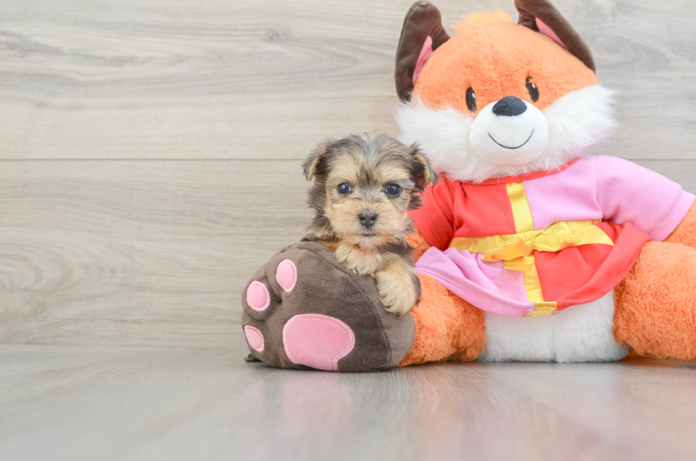 5 week old Yorkie Poo Puppy For Sale - Puppy Love PR