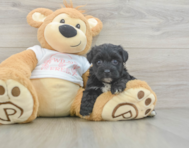 7 week old Yorkie Poo Puppy For Sale - Puppy Love PR