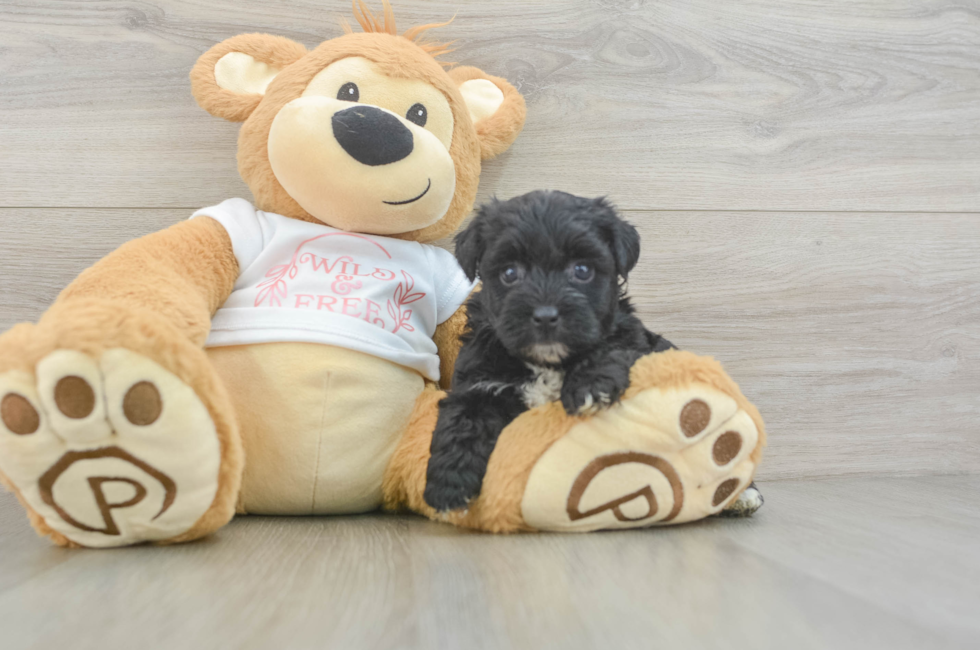 5 week old Yorkie Poo Puppy For Sale - Puppy Love PR