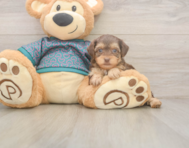 8 week old Yorkie Poo Puppy For Sale - Puppy Love PR