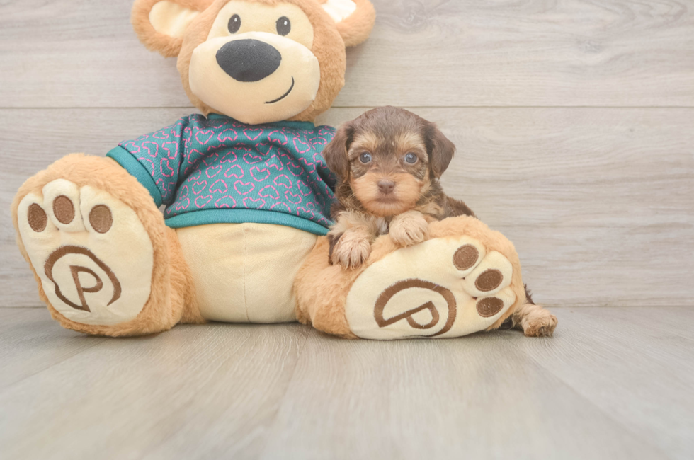7 week old Yorkie Poo Puppy For Sale - Puppy Love PR
