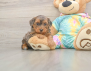 6 week old Yorkie Poo Puppy For Sale - Puppy Love PR