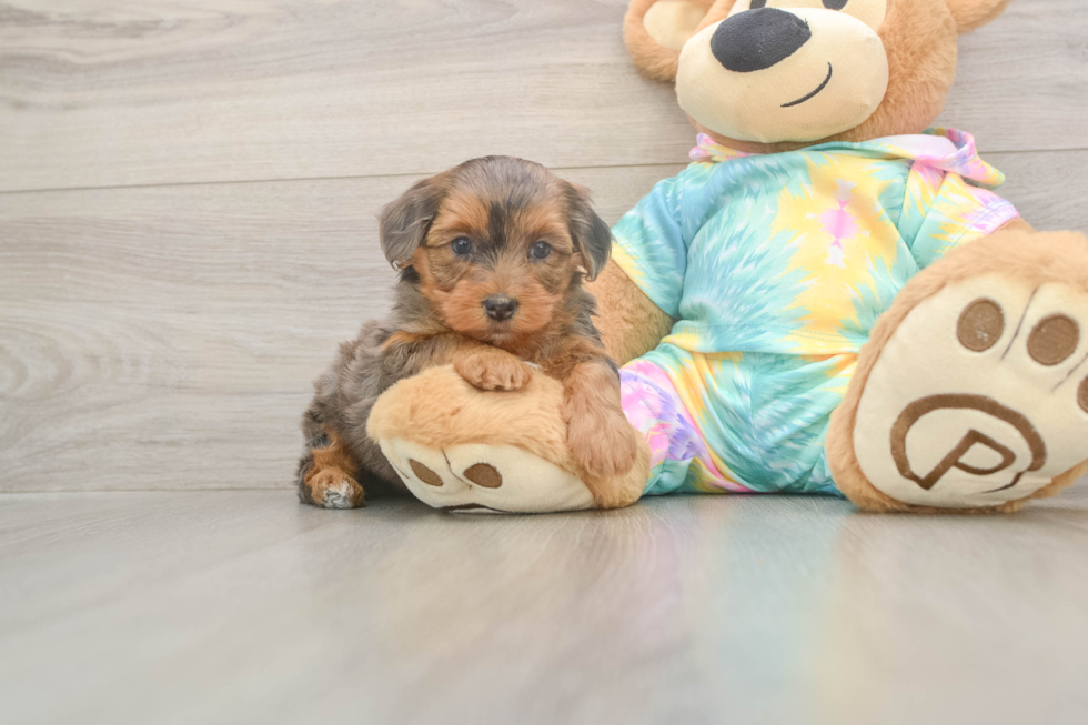 Meet Ares - our Yorkie Poo Puppy Photo  1/3 - Puppy Love PR Best Yorkie Poo Baby
