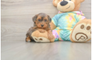 Meet Ares - our Yorkie Poo Puppy Photo  1/3 - Puppy Love PR Best Yorkie Poo Baby