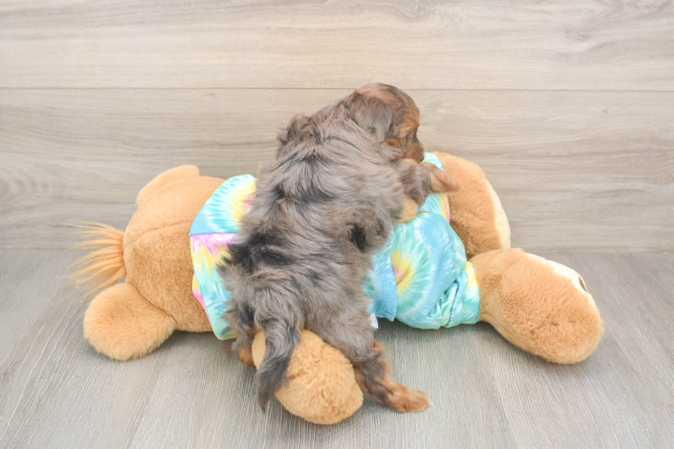 Meet Ares - our Yorkie Poo Puppy Photo  3/3 - Puppy Love PR Energetic Yorkipoo Poodle Mix Puppy