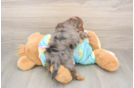 Meet Ares - our Yorkie Poo Puppy Photo  3/3 - Puppy Love PR Energetic Yorkipoo Poodle Mix Puppy