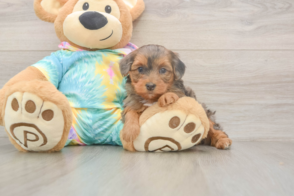 Meet Ares - our Yorkie Poo Puppy Photo  2/3 - Puppy Love PR Popular Yorkie Poo Poodle Mix Pup