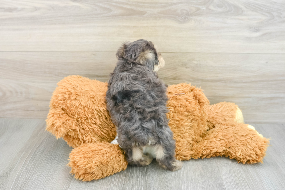 Happy Yorkie Poo Baby