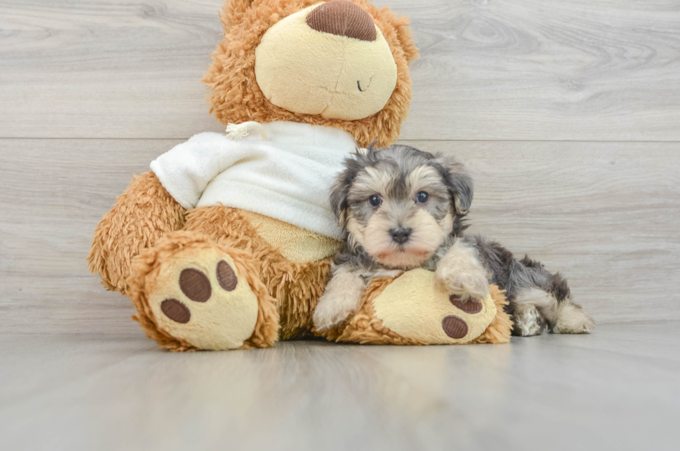 6 week old Yorkie Poo Puppy For Sale - Puppy Love PR