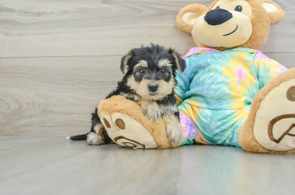 7 week old Yorkie Poo Puppy For Sale - Puppy Love PR