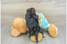 Popular Yorkie Poo Poodle Mix Pup