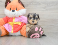 8 week old Yorkie Poo Puppy For Sale - Puppy Love PR