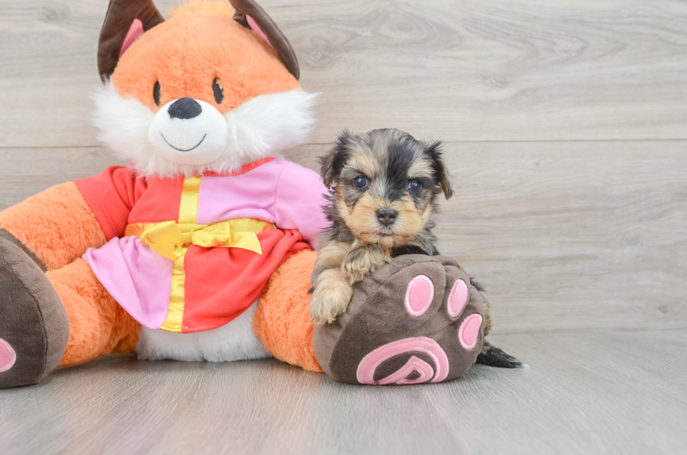 5 week old Yorkie Poo Puppy For Sale - Puppy Love PR
