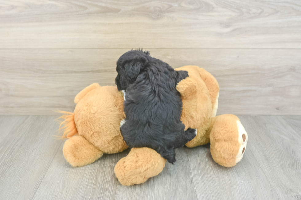 Yorkie Poo Pup Being Cute