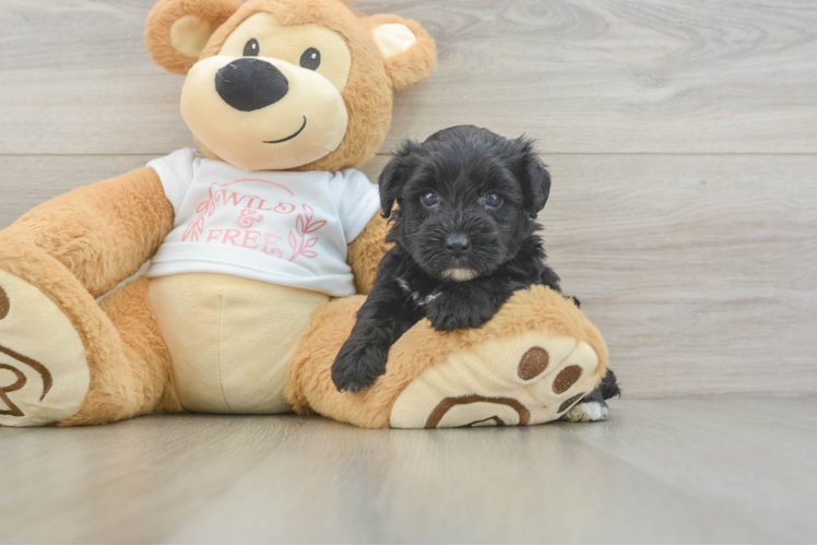 Yorkie Poo Pup Being Cute