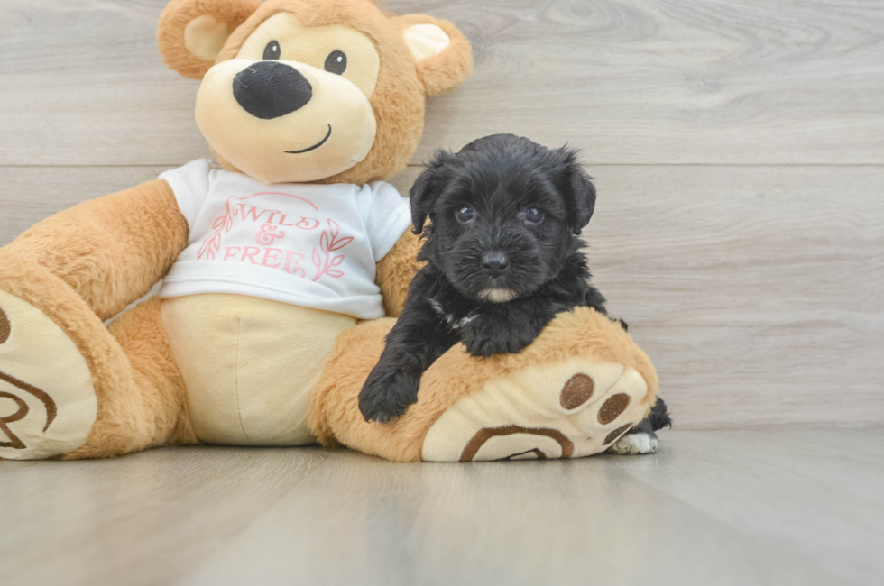 5 week old Yorkie Poo Puppy For Sale - Puppy Love PR