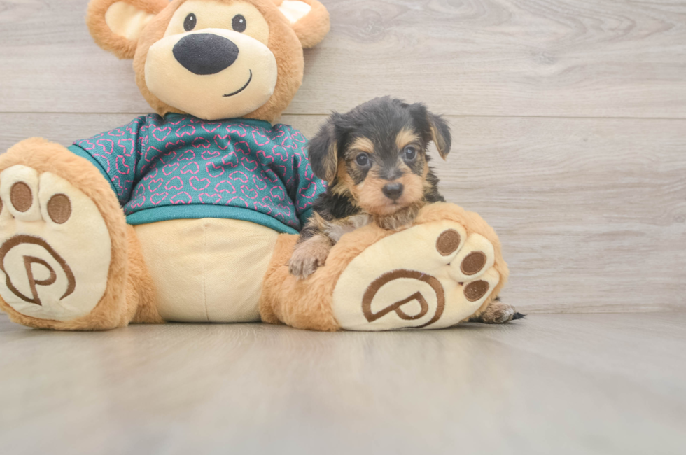 5 week old Yorkie Poo Puppy For Sale - Puppy Love PR