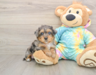 8 week old Yorkie Poo Puppy For Sale - Puppy Love PR