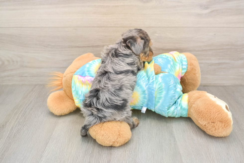 Little Yorkie Poodle Mix Poodle Mix Puppy