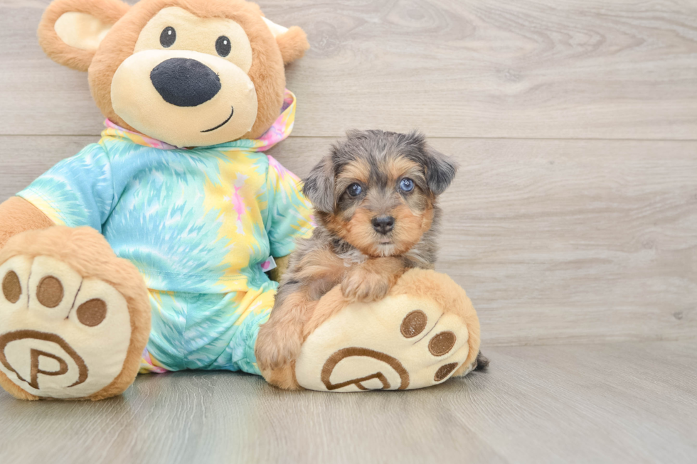 Best Yorkie Poo Baby