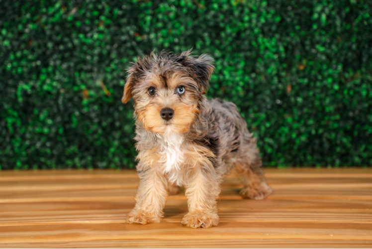 Best Yorkie Poo Baby