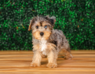 9 week old Yorkie Poo Puppy For Sale - Puppy Love PR