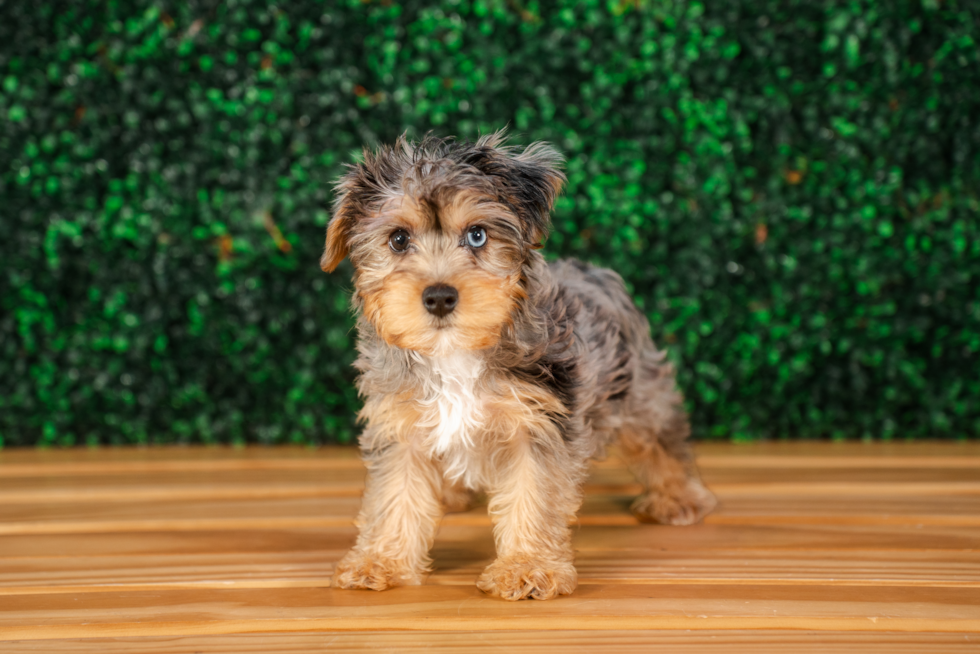 Best Yorkie Poo Baby