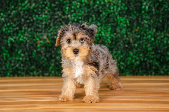Best Yorkie Poo Baby