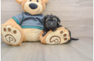 Yorkie Poo Puppy for Adoption