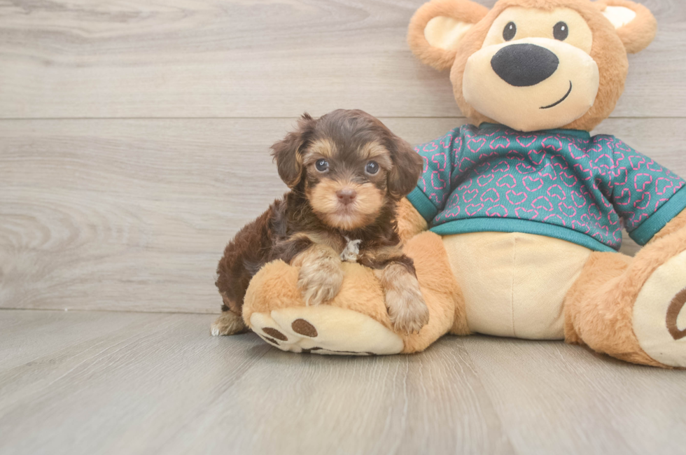 7 week old Yorkie Poo Puppy For Sale - Puppy Love PR