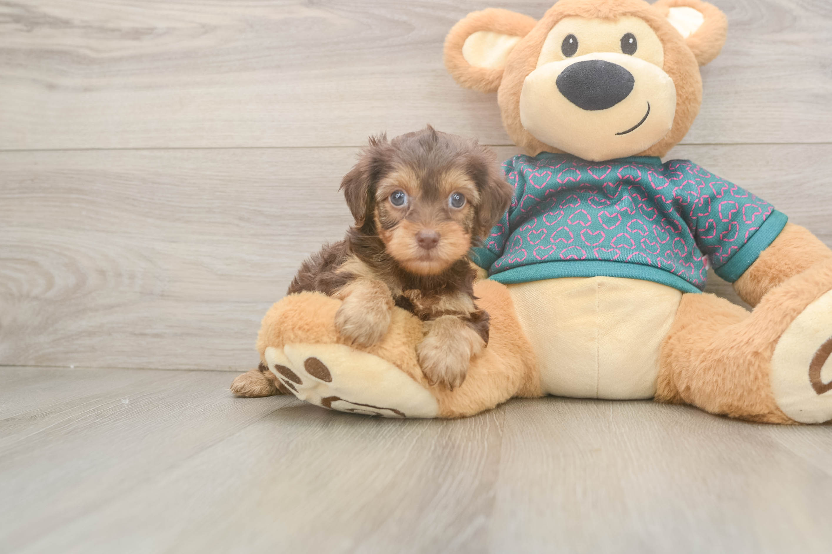 Yorkie Poo Pup Being Cute