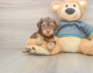 7 week old Yorkie Poo Puppy For Sale - Puppy Love PR