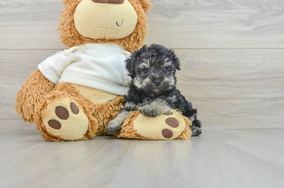 6 week old Yorkie Poo Puppy For Sale - Puppy Love PR